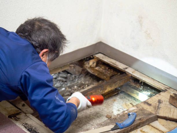 Trusted Austintown, OH Mold Removal Experts