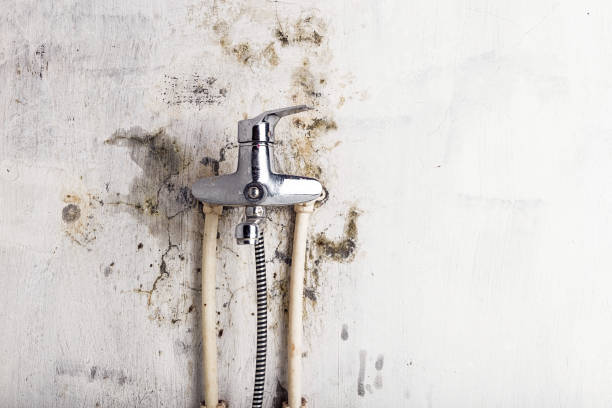 Best Mold Removal Near Me  in Austintown, OH