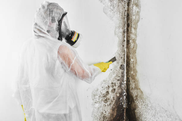 Best Toxic Mold Removal  in Austintown, OH