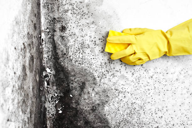 Best Residential Mold Removal  in Austintown, OH
