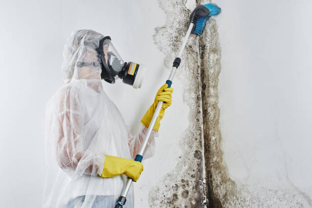 Best Attic Mold Removal  in Austintown, OH