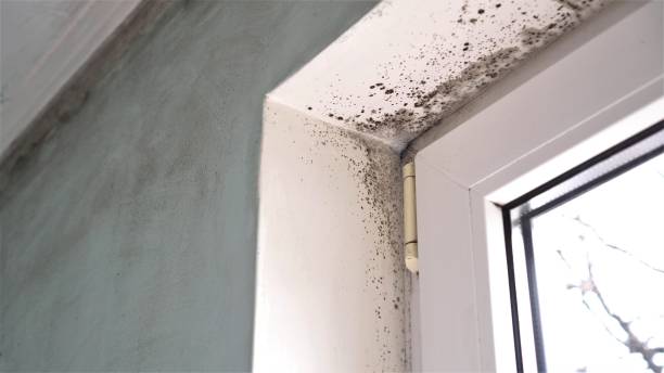 Best Fast Mold Removal  in Austintown, OH