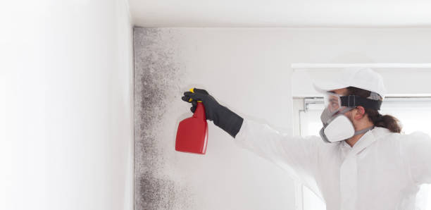 Best Mold Removal Company Near Me  in Austintown, OH