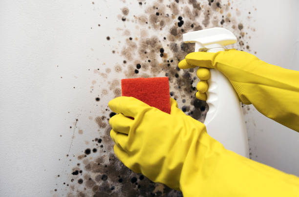 Best Crawl Space Mold Removal  in Austintown, OH