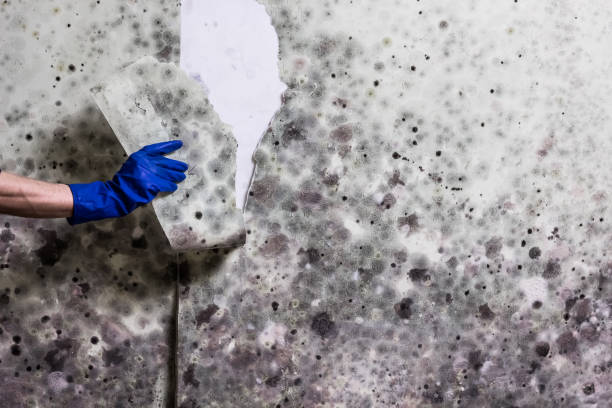 Certified Mold Removal in Austintown, OH