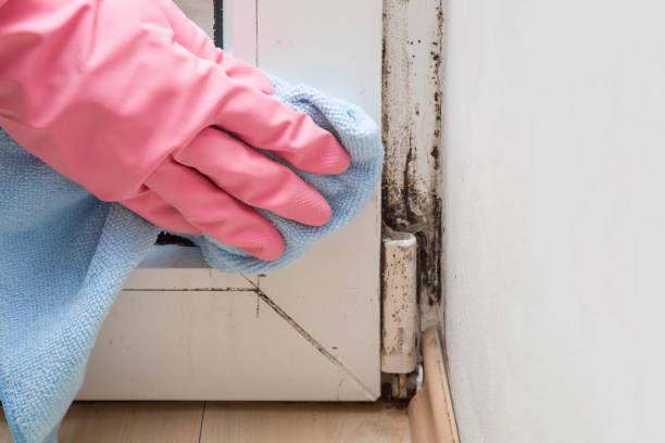 Best Mold Cleaning Services  in Austintown, OH