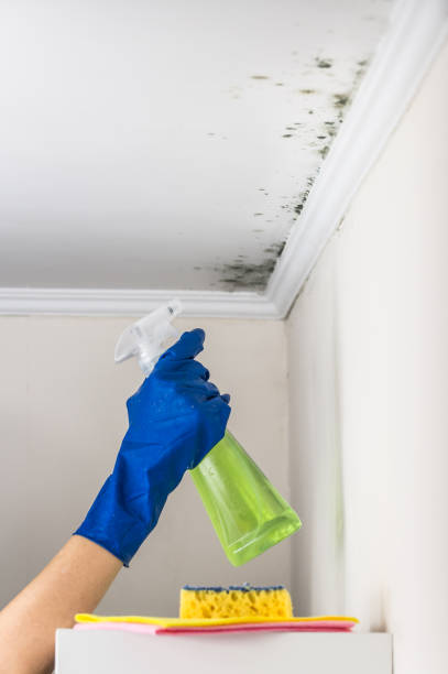 Best Emergency Mold Removal  in Austintown, OH
