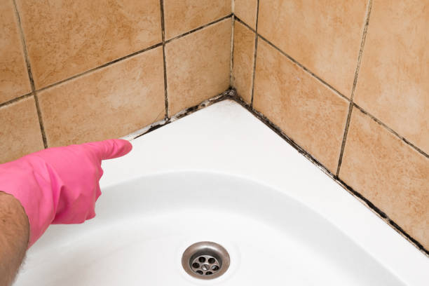 Best Attic Mold Removal  in Austintown, OH